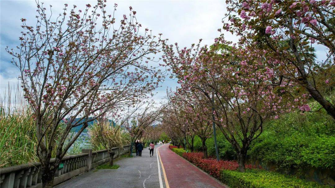 两岸青山在长江沿岸形成一条樱花大道环湖绿道月光草坪的樱花竞相绽放