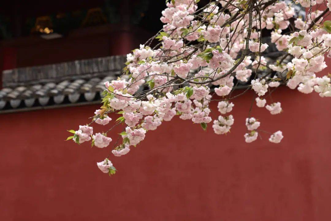 今年首个"龙年龙月龙日龙时"来了 金华人抓紧享受好天气_阵雨_干支_阴