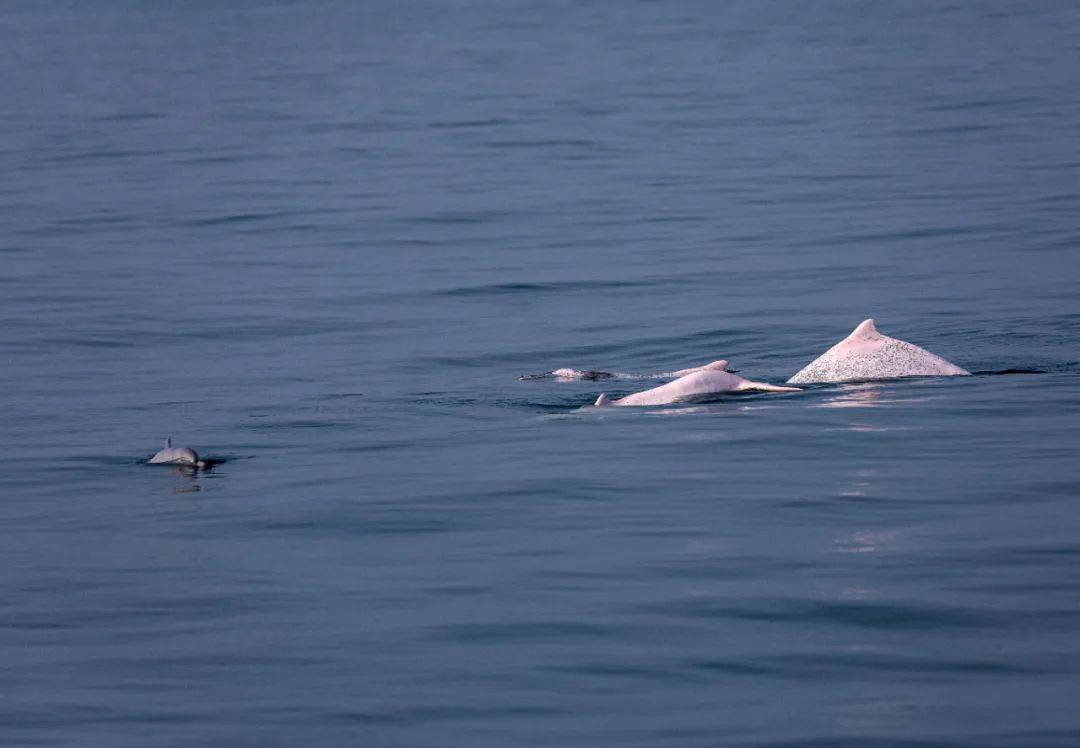美妙与湛江中华白海豚的完美邂逅