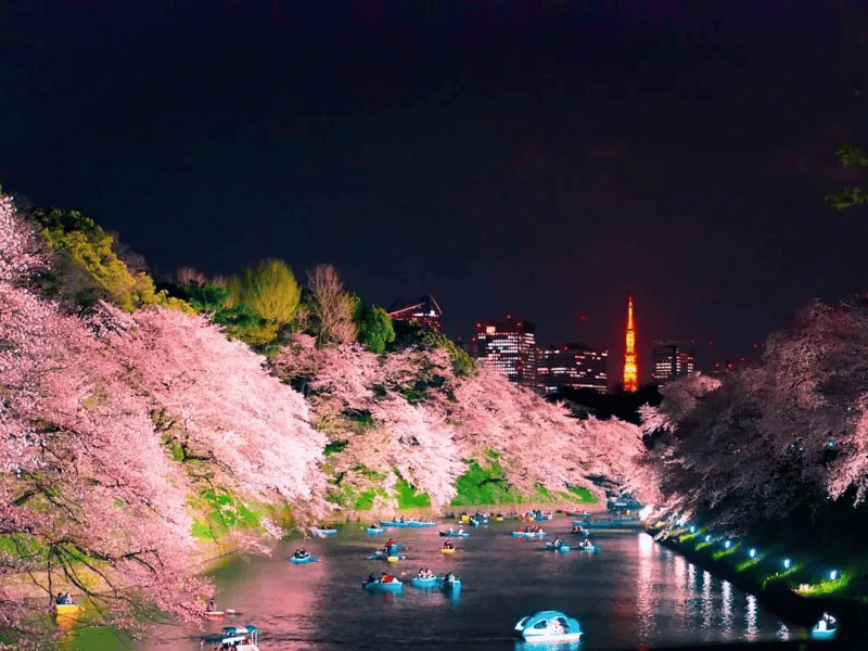 而且千鸟渊的夜景也是一绝,还可以看到东京塔和樱花同框的美景.