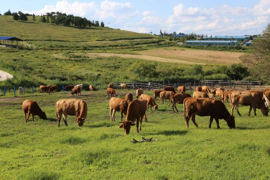 延边_黄牛_养殖