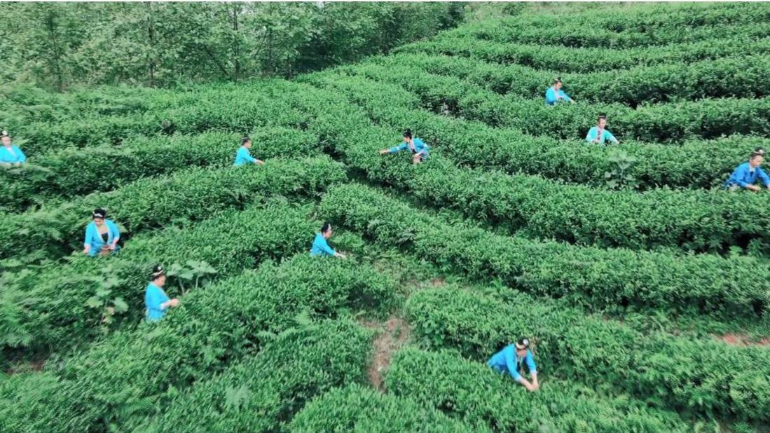 贵州黎平茶颜悦春色春日采摘忙