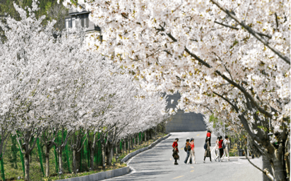 2024年玉泉山樱花节将从4月1日持续到5月5日.