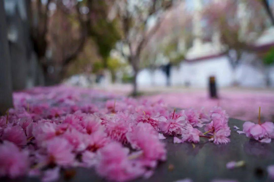 水城河畔 樱花飘落别样美