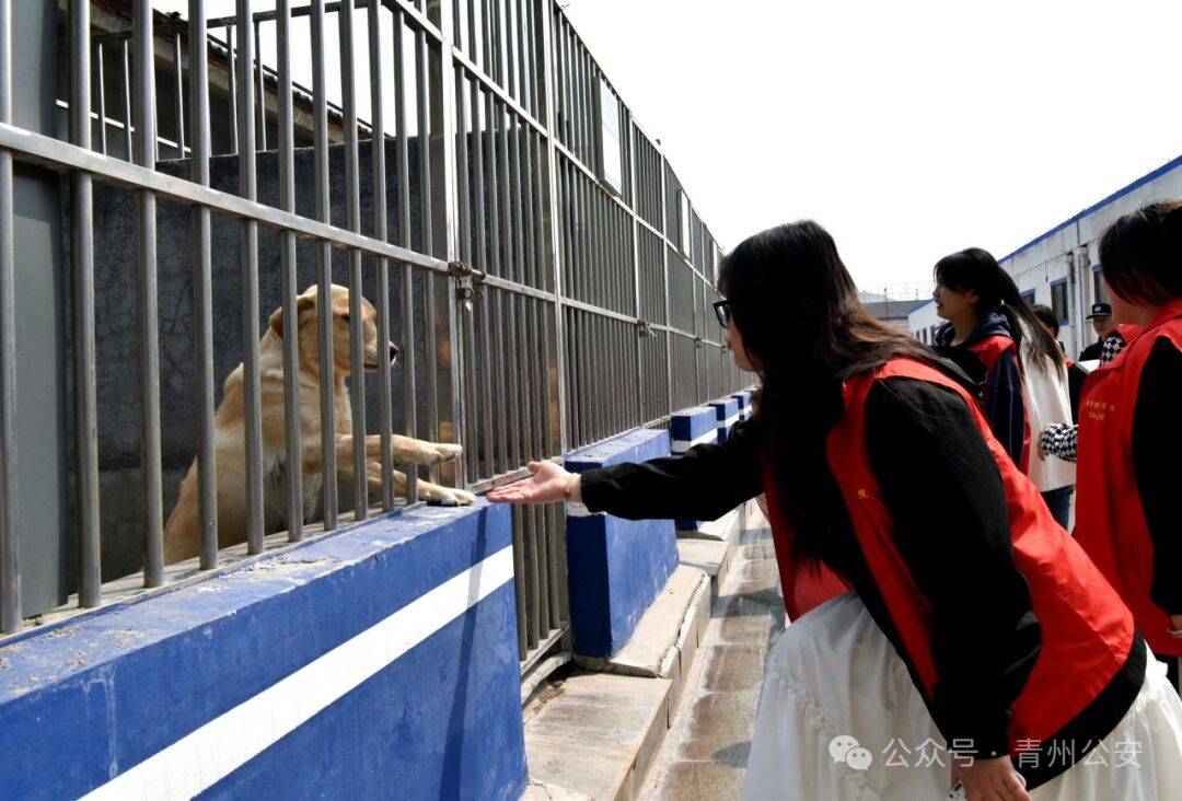 青州公安警犬训练基地开放日