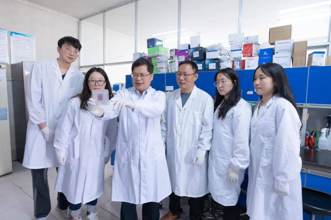 山东农大科研团队研发出全国首例mx1基因编辑猪,具有明显的抗蓝耳病和