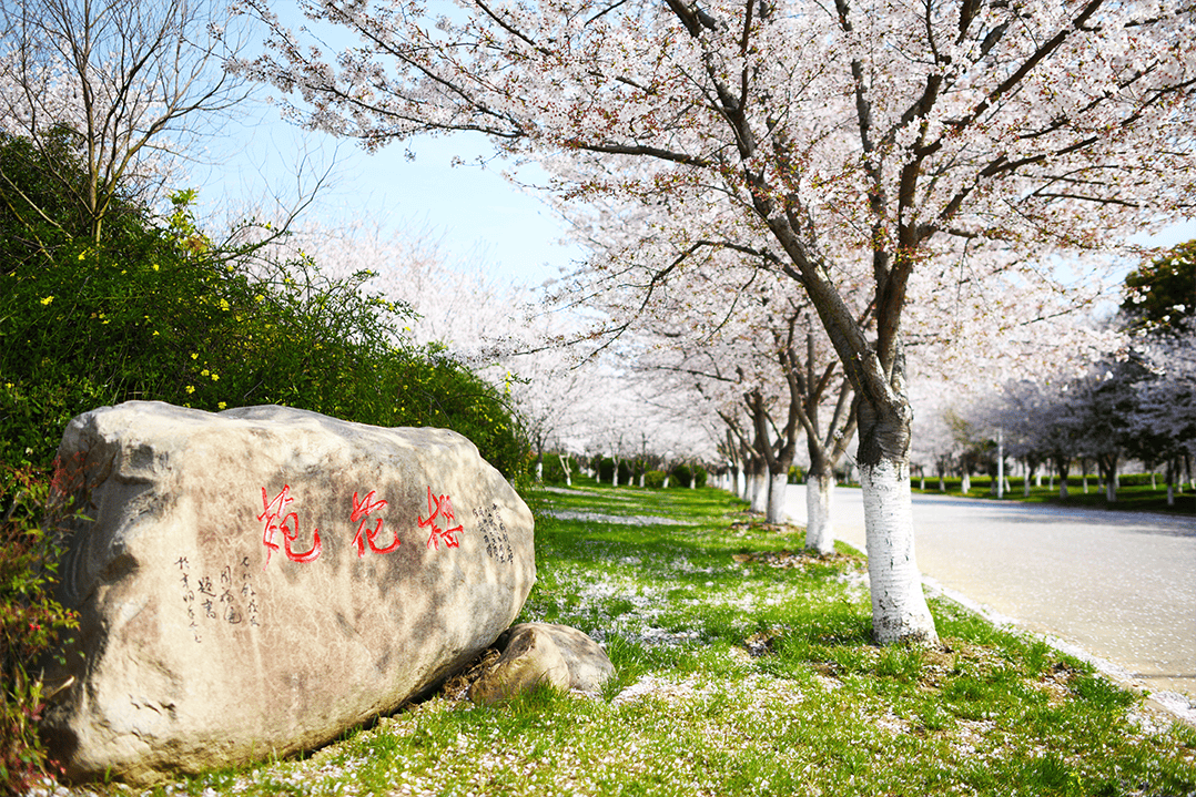 中国药科大学学生证图片