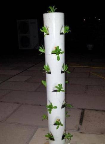 牛人巧用pvc管阳台种菜都能供一家人吃了太有才了