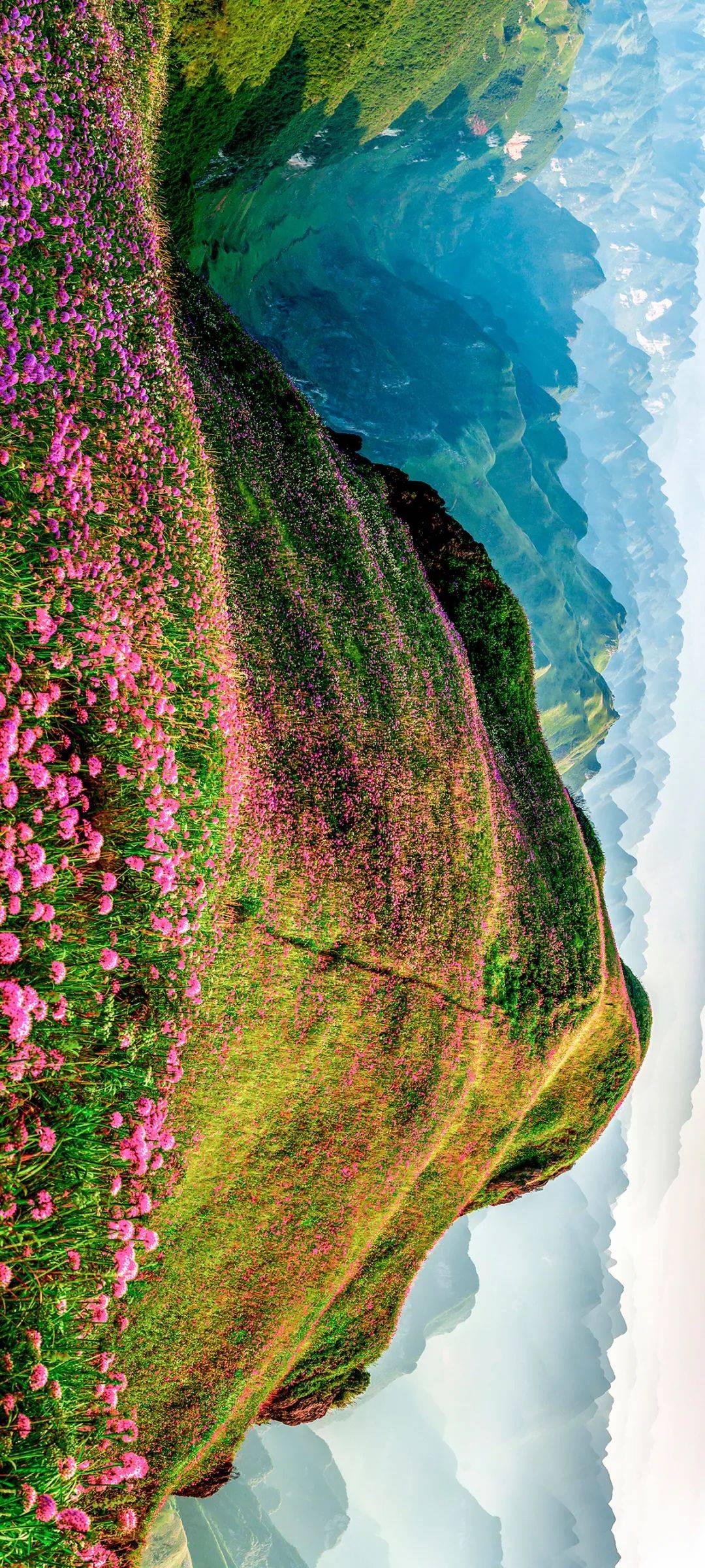 世界最大樱花园,百里杜鹃…贵州的春天有多"撩人"?