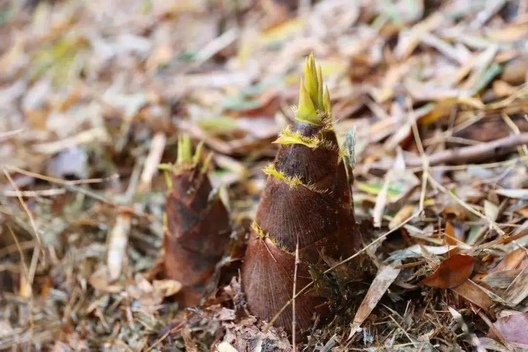 直播预告兰笋新食尚竹梦g60有一封第22届上海佘山兰笋文化节邀请函