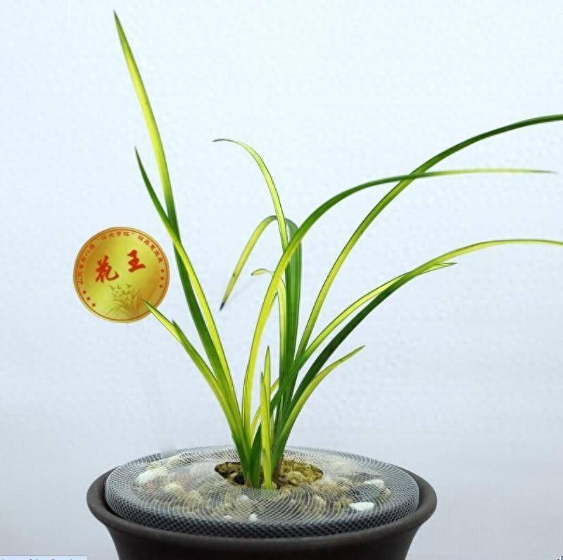 市场的舞者与旁观者兰草价格变动中的深思