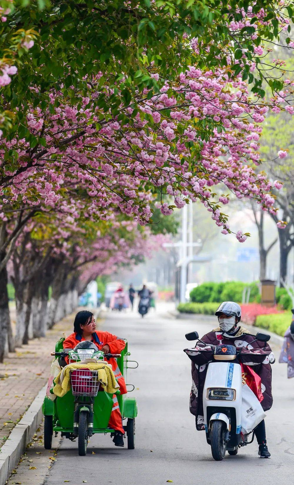 铜山又一条"花路"被发现啦!