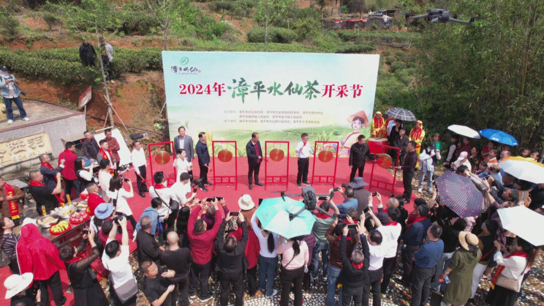 漳平市举办2024年漳平水仙茶开采节