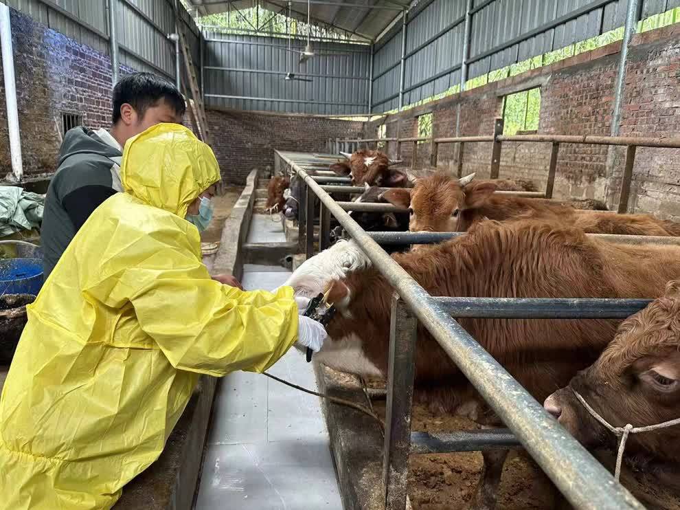 为确保全镇畜牧业健康,平稳,高效发展,新田县石羊镇党委,政府严格按照