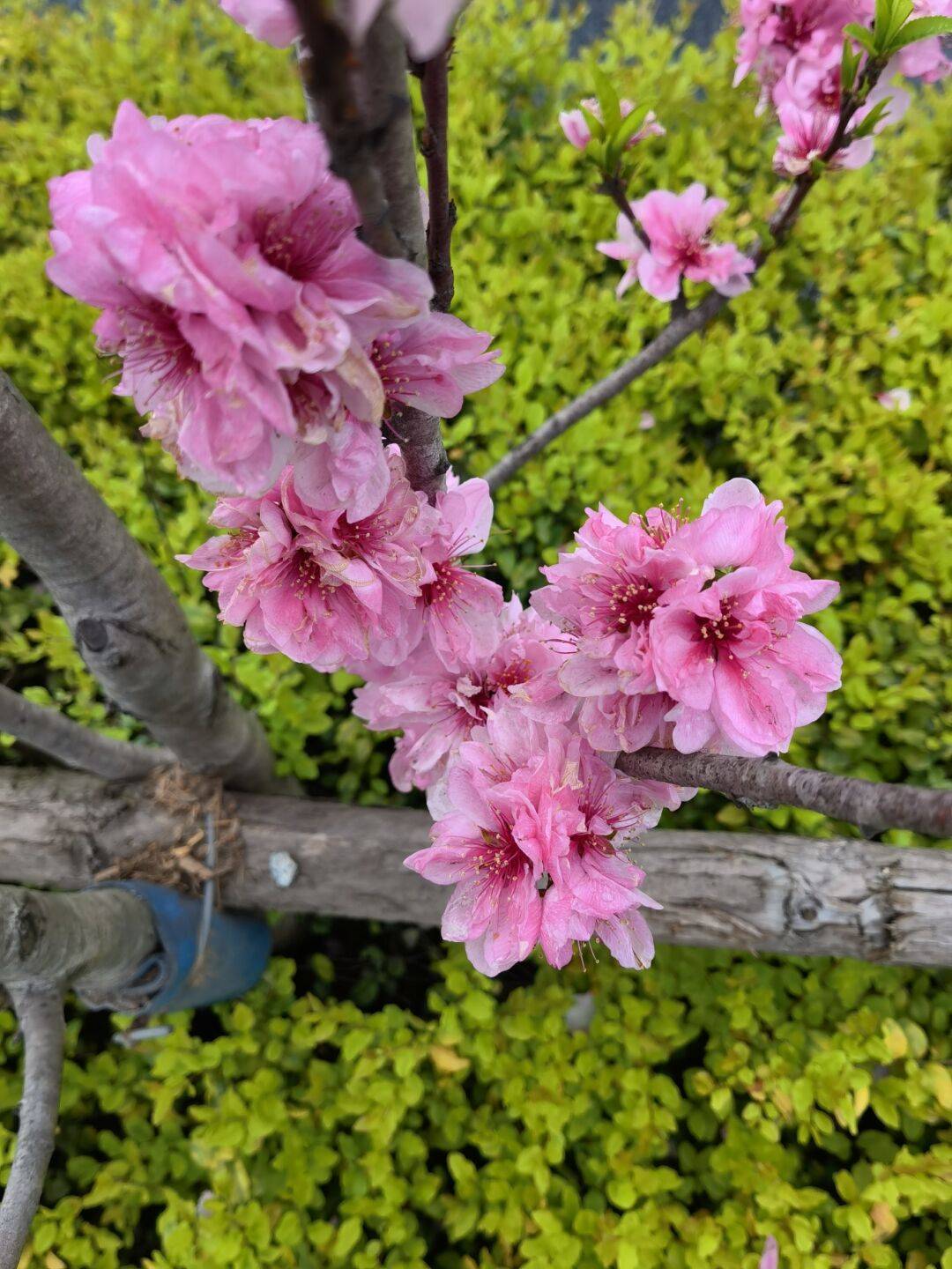 龙华桃花源休闲会所图片