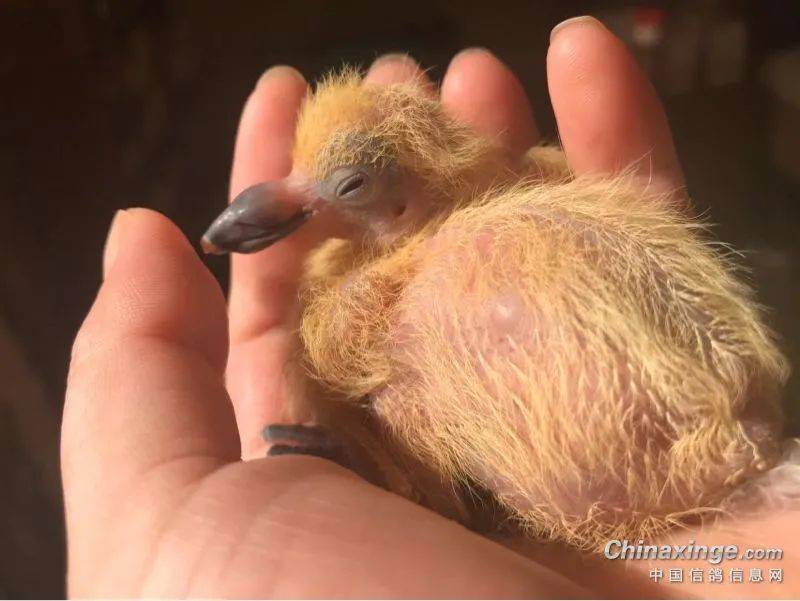 鸽子_下窝_龙骨