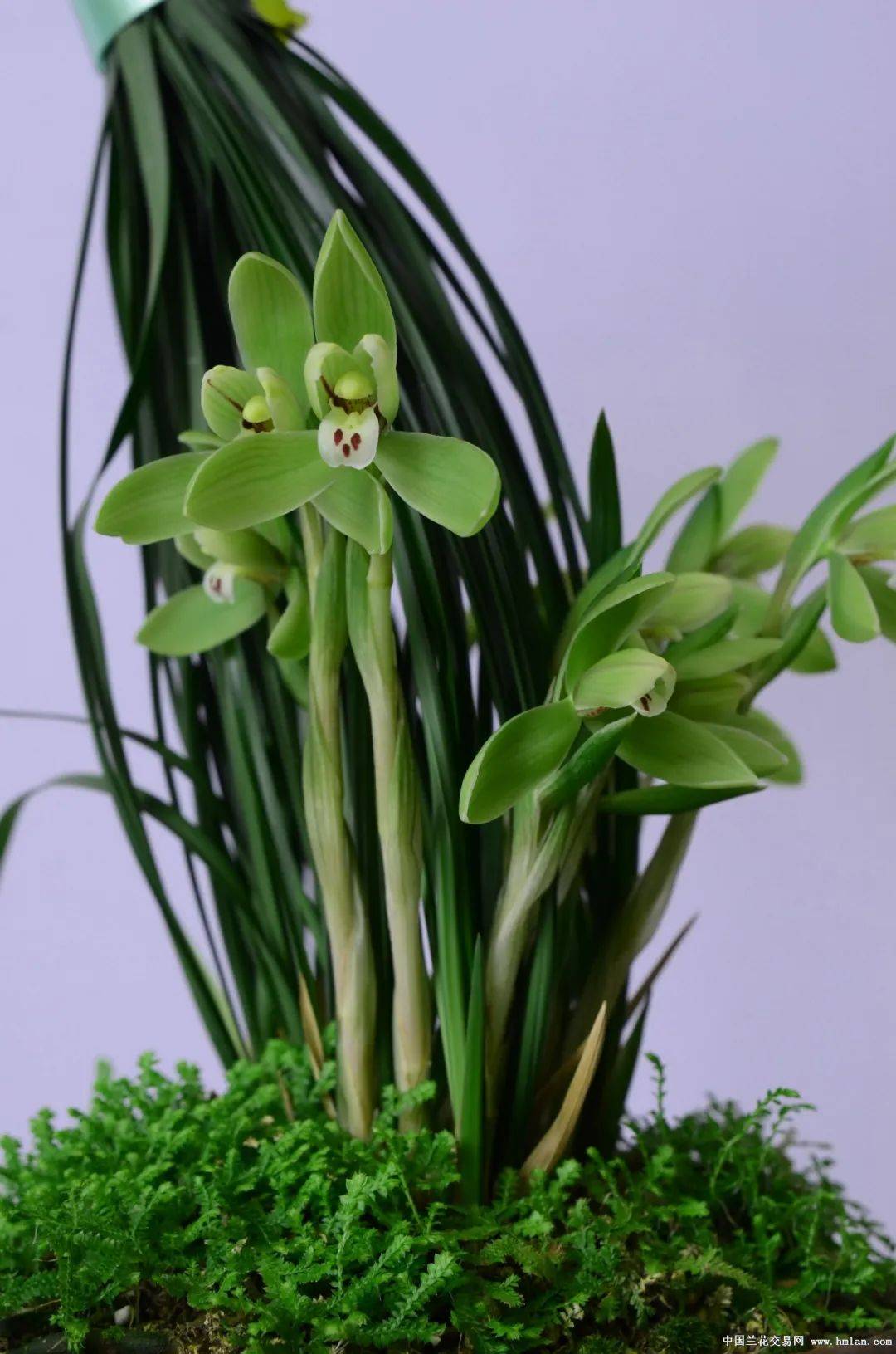 余姚市第二十届兰花展览会获奖作品