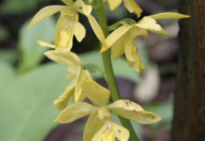 世界极危物种大黄花虾脊兰花开新宁峎山_种群_湖南省_环境