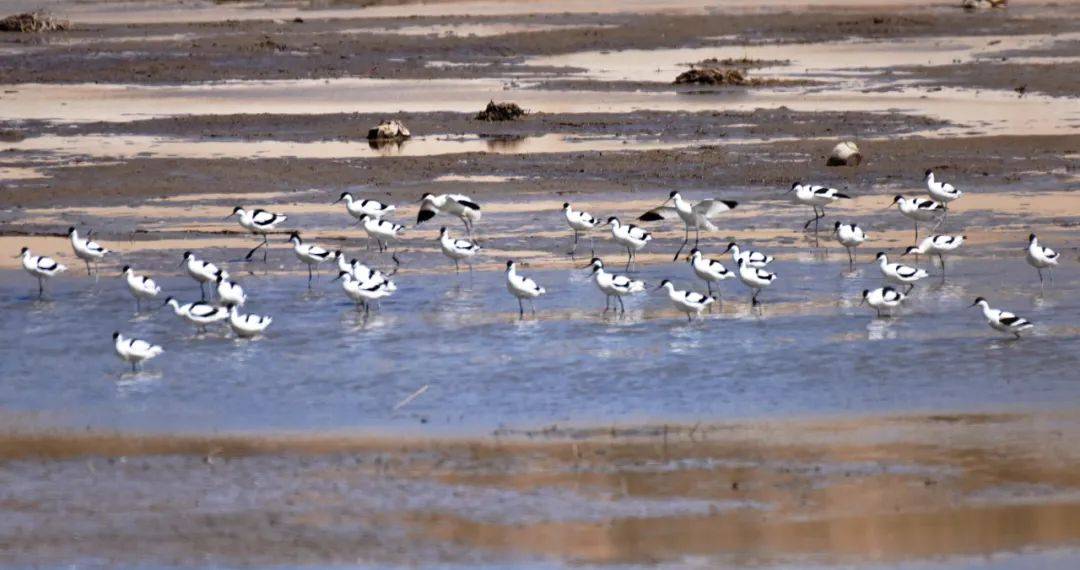 瞧!反嘴鹬在宣化洋河湿地"耕耘"春天_耕作_农夫_繁殖