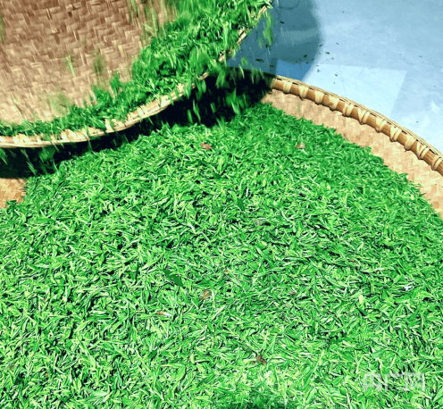 【发现春之美】南阳市桐柏县:茶香满山岗 春茶采摘忙_程湾_茶叶_茶园