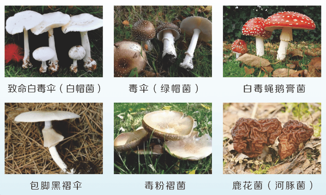 铅绿褶菇:最常见的毒蘑菇致命白毒伞(剧毒):导致中毒死亡最多我省常见
