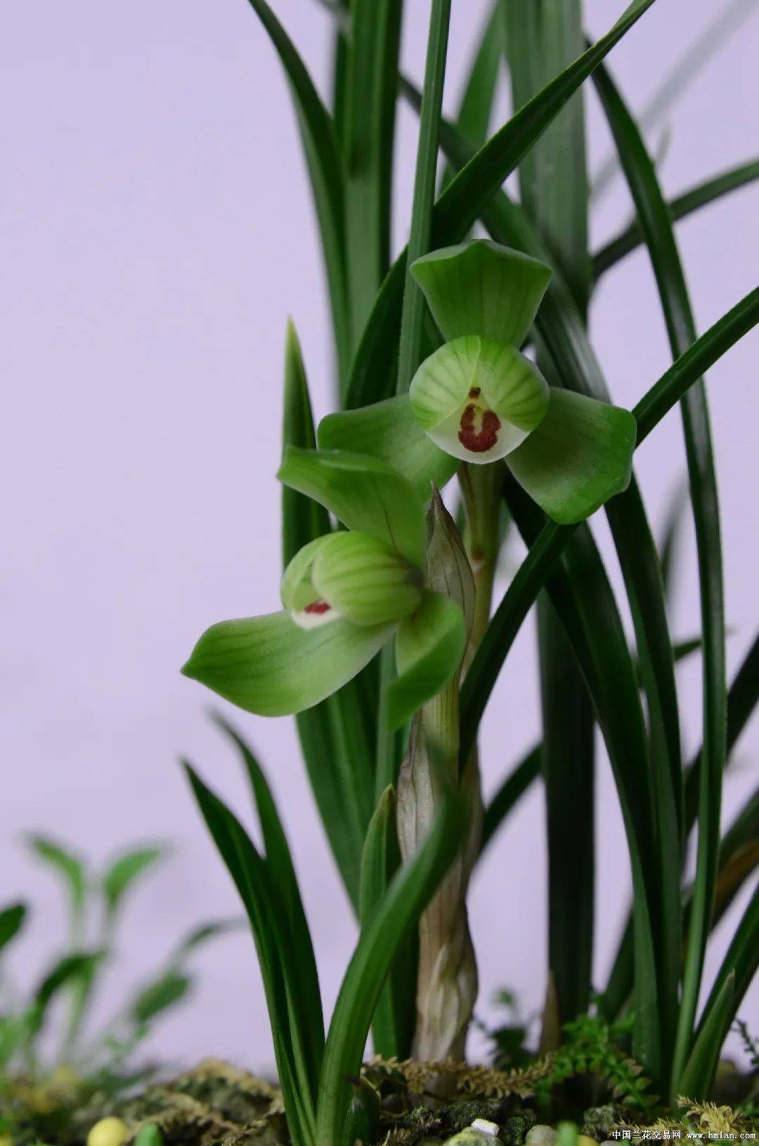 余姚市第二十届兰花展览会获奖作品