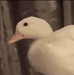 贱嗖嗖的表情包