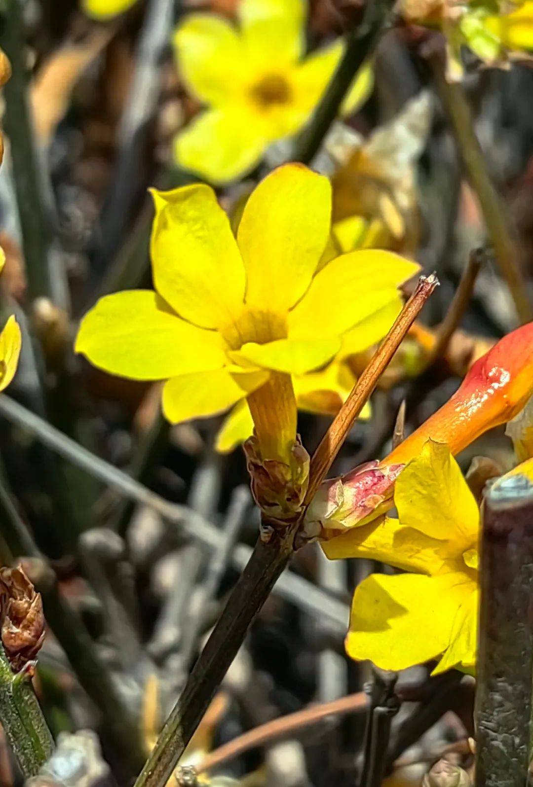 大连生物多样性之美丨春赏百花一连翘迎春花
