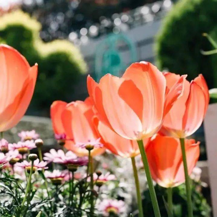 还有这些小众紫藤观赏地推荐给你~_的花园_阳山_多多