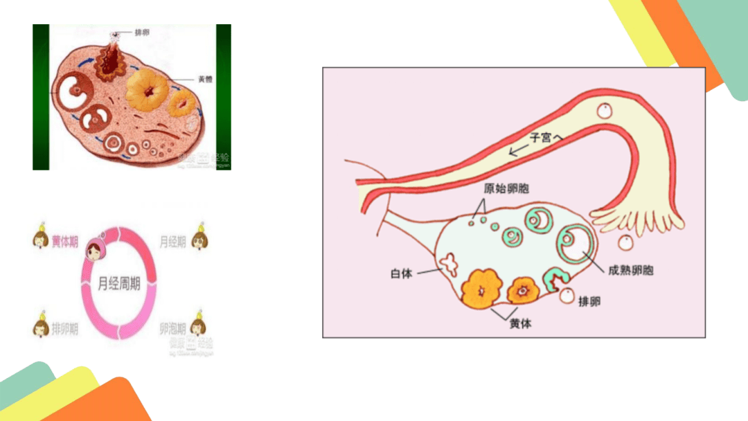 黄体破裂图片解释图片