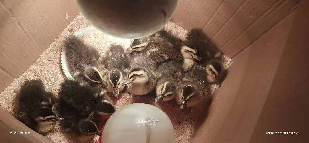 2015年至今,为了保证每一窝鸳鸯蛋都能成功孵化,东北林业大学,中国