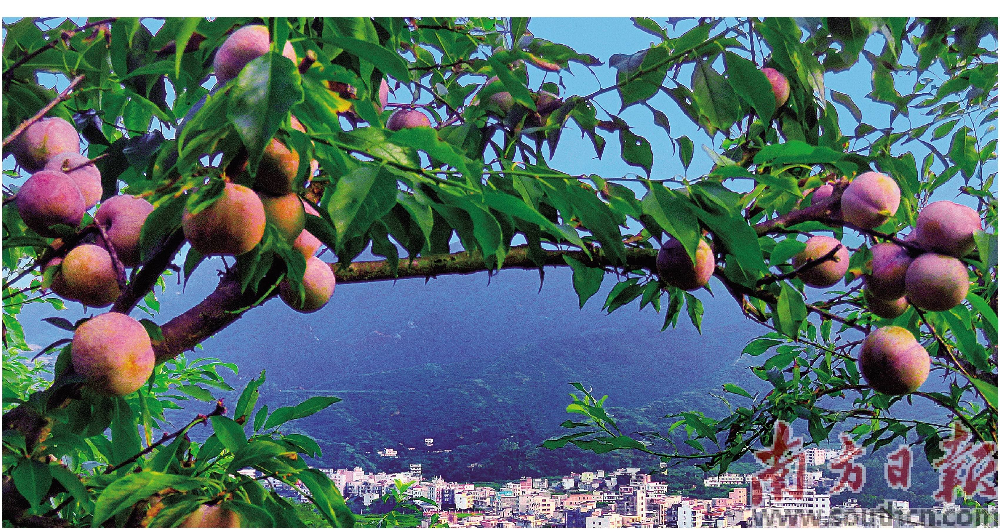 信宜市钱排镇素有"中国李乡"之称.全镇三华李总面积约10.