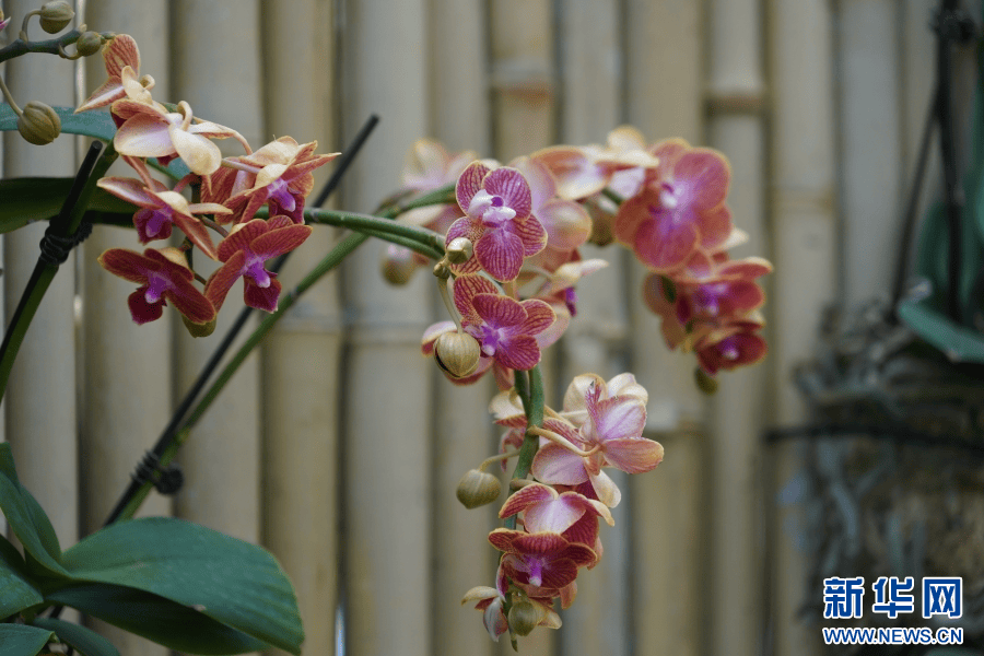 看一眼就沦陷了盘龙区这个兰花展亮相新华网总网首页人民网