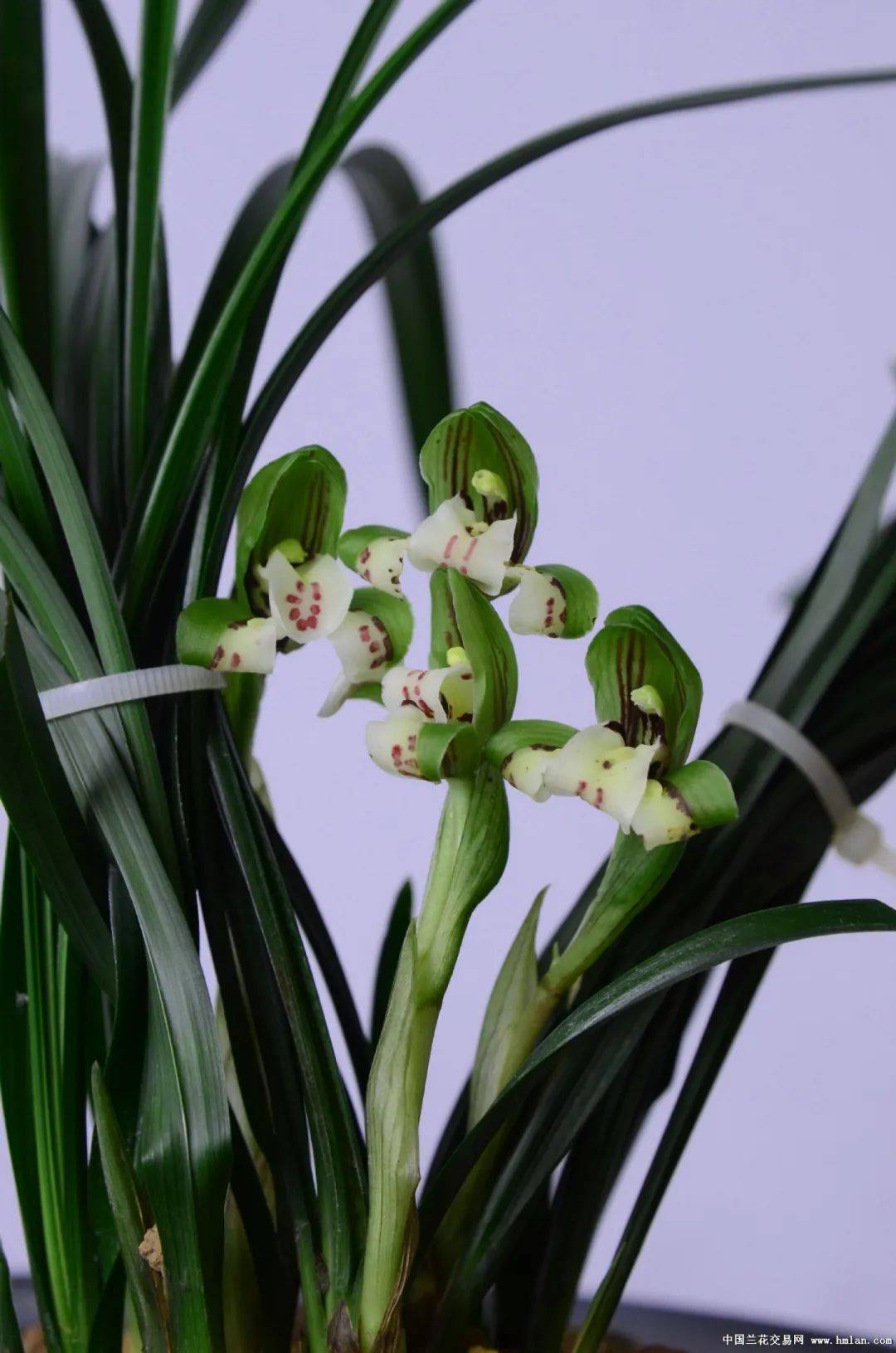 余姚市第二十届兰花展览会获奖作品