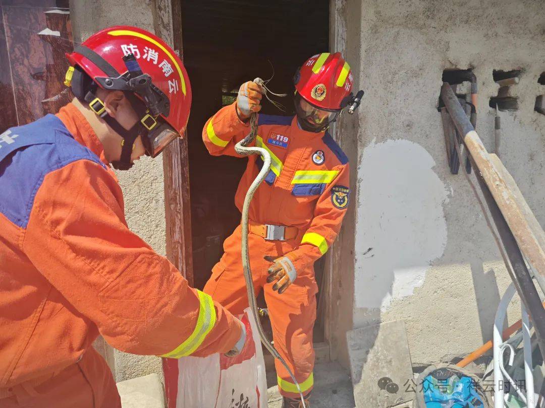 根据现场情况,2名消防员穿戴好个人防护装备后,利用捕蛇钳对蛇进行