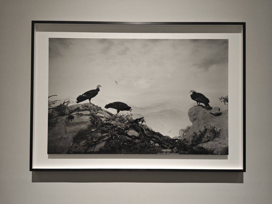 《北极熊》为开端的"透视画馆"系列作品中,杉本博司希望尽量"还原"