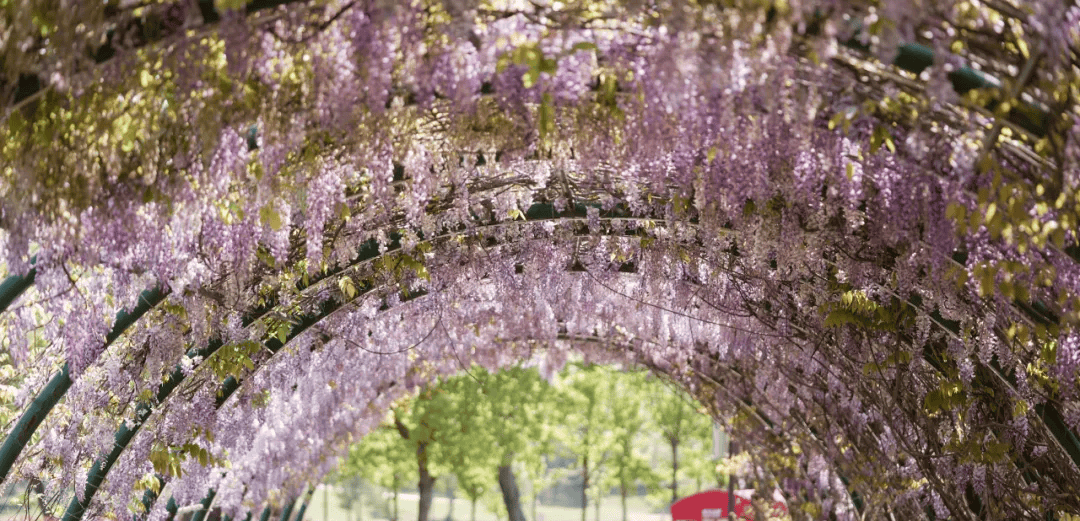 九龙湖公园里的这条"紫藤隧道"等你打卡!_紫色_万花_绿叶