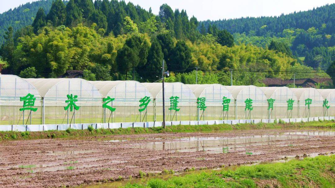 文井镇工厂化育秧跑出春耕加速度