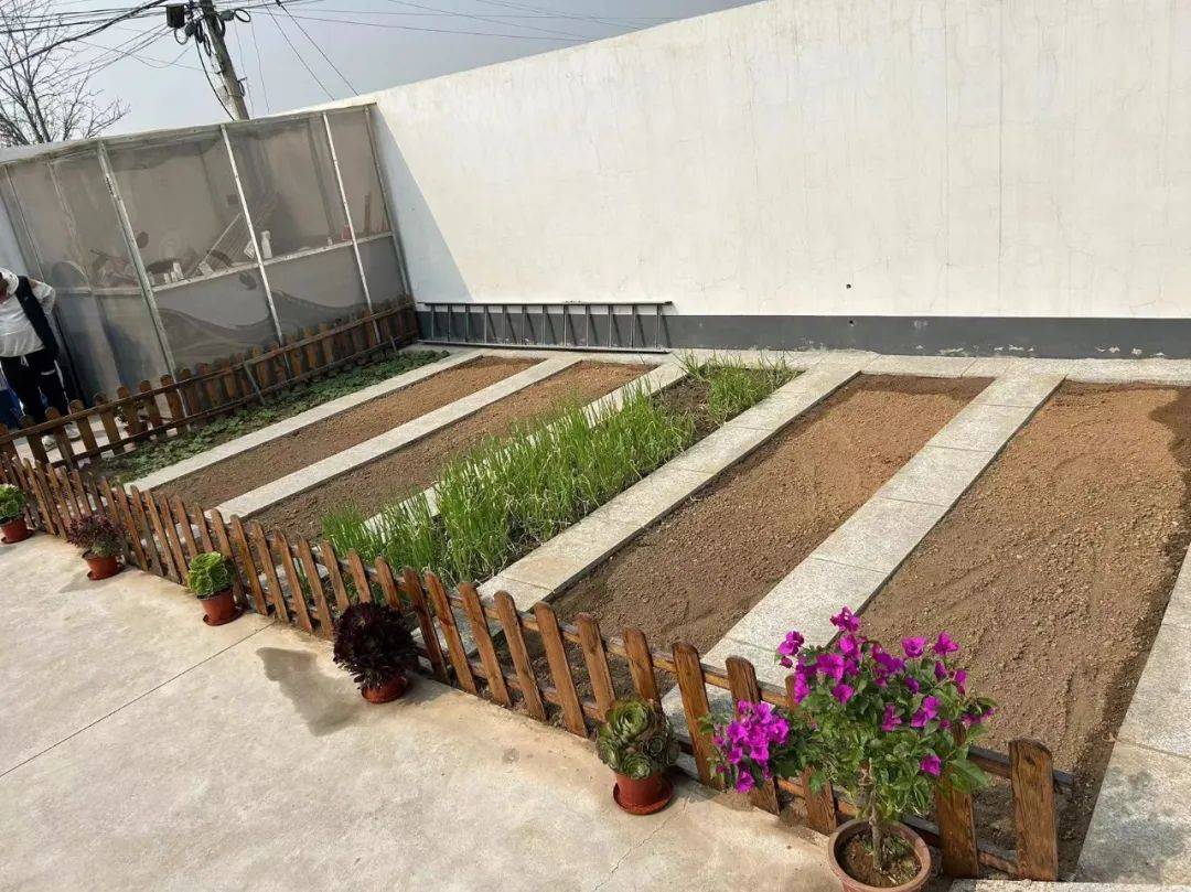 "美丽庭院"小音符,奏响乡村振兴大乐章_小院_妇女_家庭