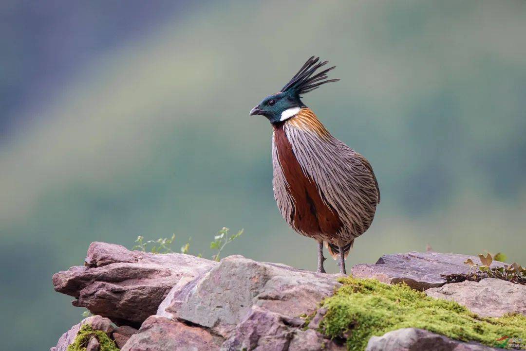 难得一见洛阳一地密集出现豹猫中华斑羚