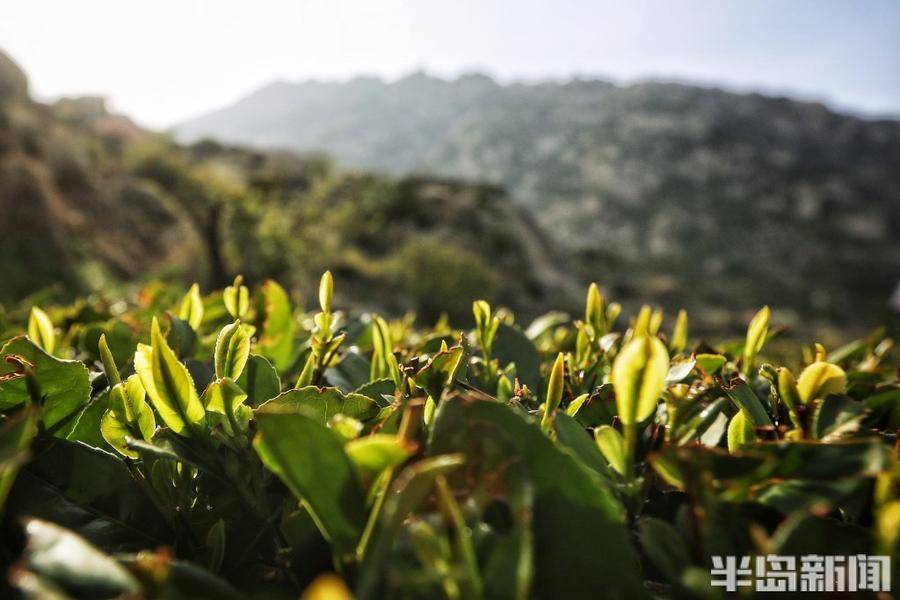 春日崂山第一口鲜!小片崂山大田茶抢先出芽_茶园_刘正千_长岭
