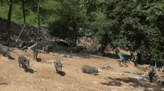 北川这个地方又美又"野"又好吃……_野鸡_云中_尔玛