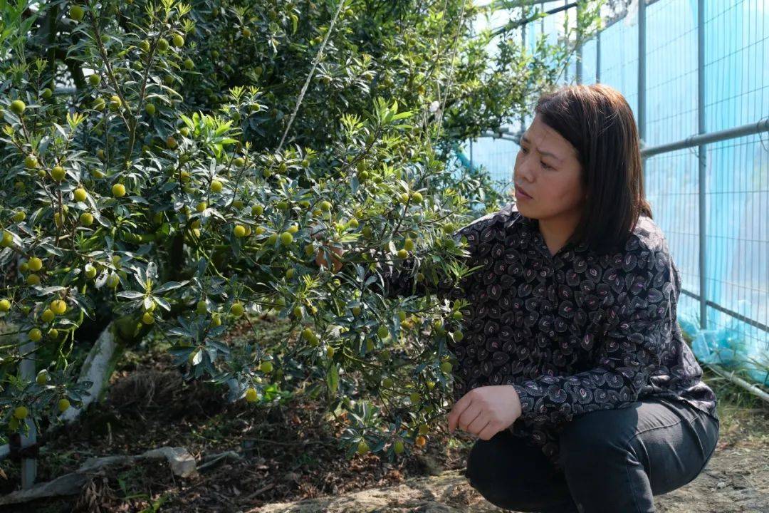 来到茶山新盘农业有限公司杨梅精品园,记者看见大棚内一颗颗青绿色小