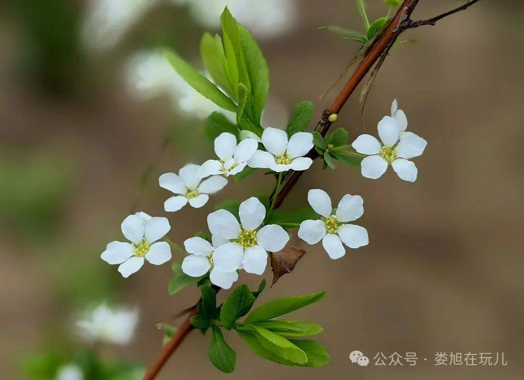 紫禁城中看雪柳