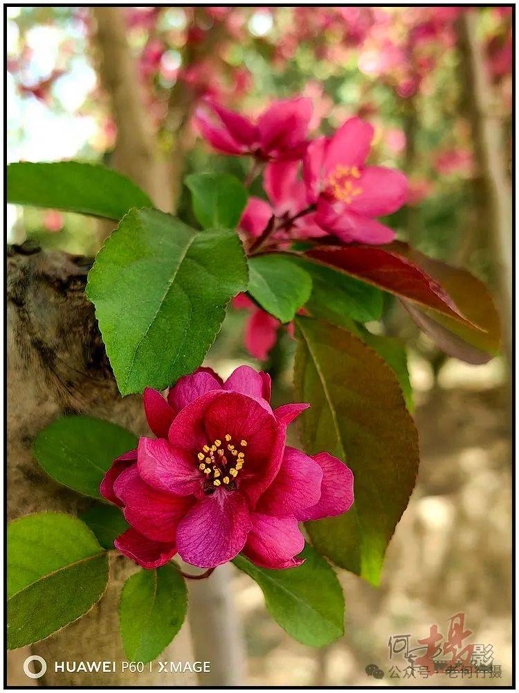 图集花如其名的火焰海棠