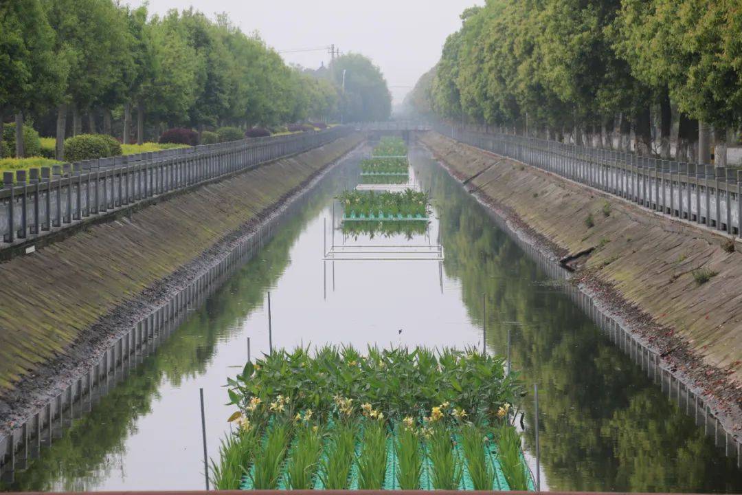 净水靓城这里的生态浮岛实力吸睛