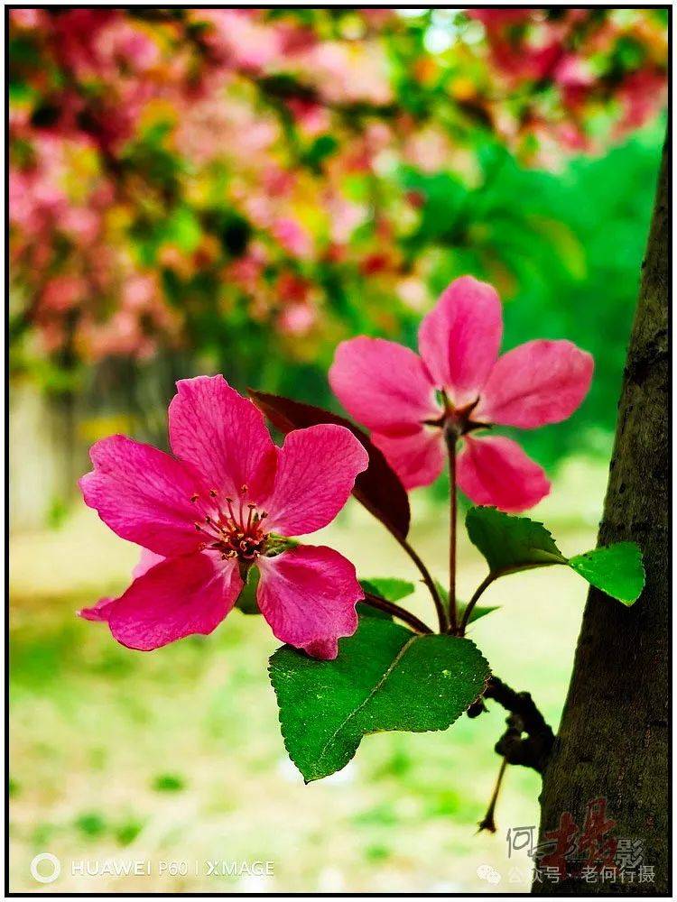 图集花如其名的火焰海棠