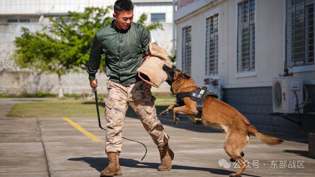 无言 "战士"入列_雷鹰_新兵_军犬