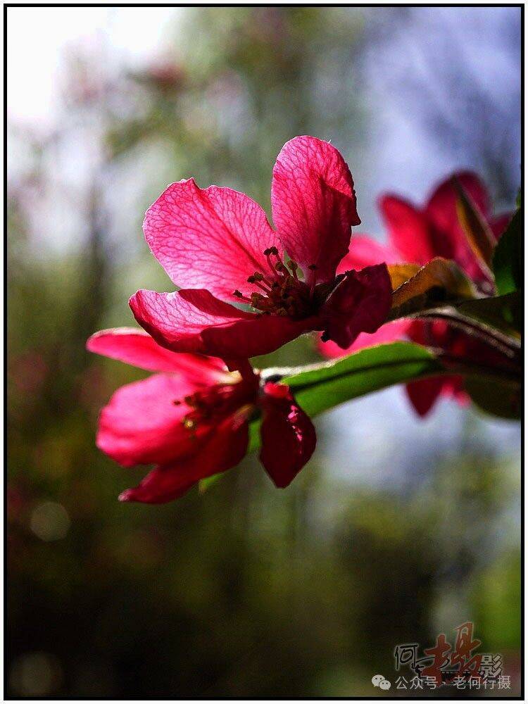 图集花如其名的火焰海棠