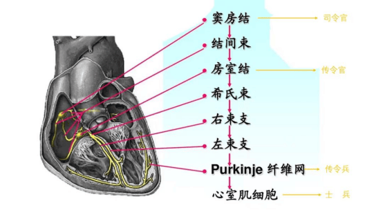 为何我的心脏扑通扑通乱跳
